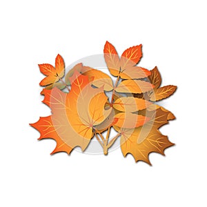 Realistic vector bouquet of autumn leaves - orange maple and rowan tree leaf isolated without background for seasonal sales, promo