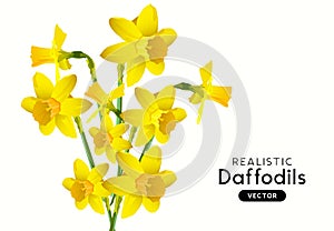 Realistic Vector Daffodil Flowers