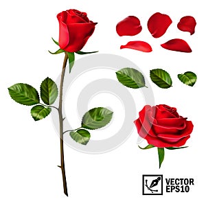 Realistic vector elements set of red roses petals, leaves, bud and an open flower