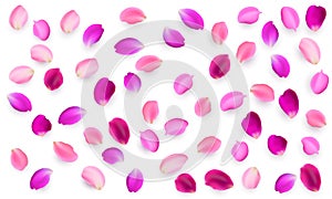 Realistic vector elements set of rose petals. purple, lilac and pink petals of rose flower