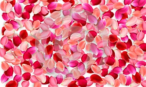 Realistic vector elements set of rose petals. Red and pink petals of rose flower