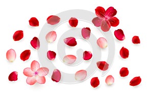 Realistic vector elements set of rose petals. Red and pink petals of rose flower