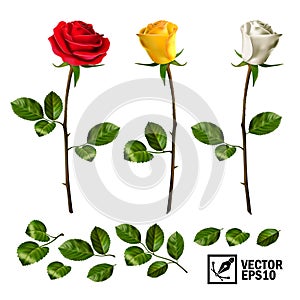 Realistic vector elements set of roses leaves, bud and an open flower