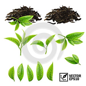 Realistic vector elements set of tea: fresh leaves and pile dry tea