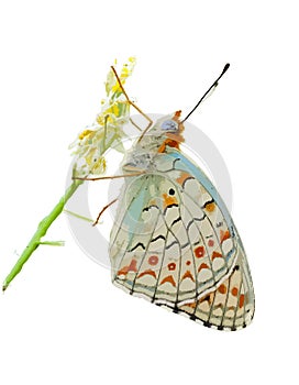 The realistic vector illustration of Fritillary butterfly isolated in white