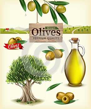 Realistic vector illustration of fruit olives, olive oil, olive branch, olive tree, olive farm. Label of green olives