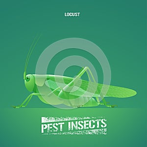 Realistic vector illustration of green insect Acrididae, locust, grasshopper