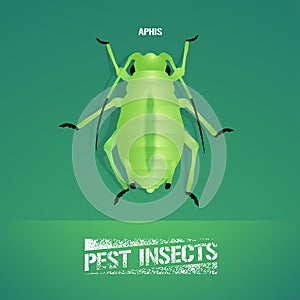 Realistic vector illustration of insect Aphidoidea, aphis