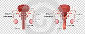 Realistic vector illustration of male human reproductive system with parts names isolated on transparent background