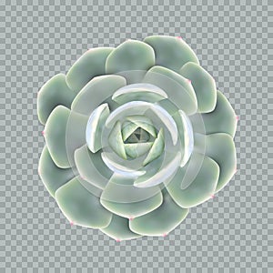 Realistic vector illustration of a succulent plant echeveria