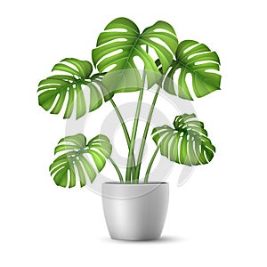 Realistic vector Monstera in a flower pot.