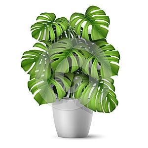 Realistic vector Monstera in a pot.