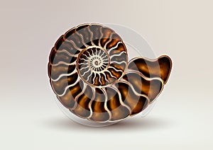 Realistic vector picture fossil Ammonite Nacre color on light background. pearly, golden, pure and airy.
