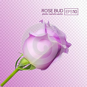 Realistic vector pink rose on transparent background.