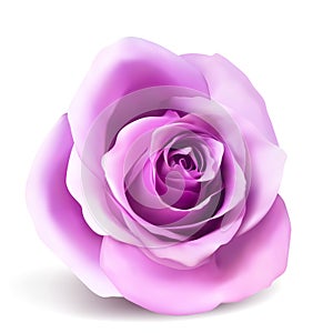 Realistic vector pink rose on white background.