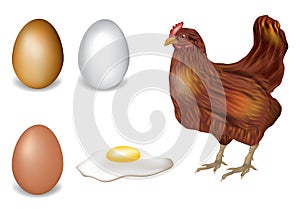 Realistic vector set of the chicken, egg and fried eggs for your design. Brown hens