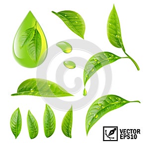 Realistic vector set of elements: tea leaves and dew drops or oi photo