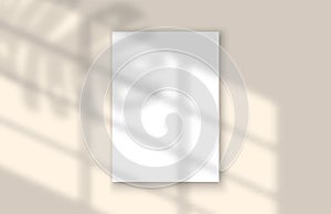 Realistic Vector Window and Leaf Shadow. Overlay effect for mock up template. Empty paper sheet with shadows.
