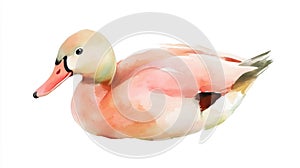 Realistic Watercolor Duck on White Background photo