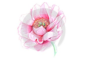 Realistic watercolor flower of peony, wild rose, lily isolated on white background
