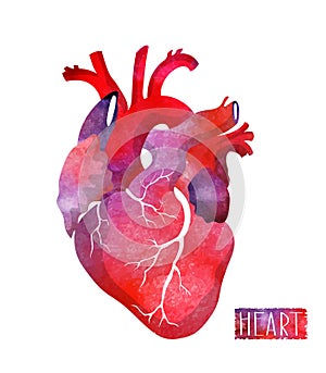 Realistico acquerello cuore. vettore illustrazioni. primavera O estate progetto 
