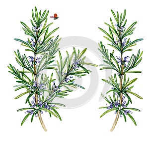 Realistic watercolor illustration of rosemary Rosmarinus officinale