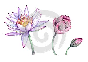 Realistic  watercolor lilac water lily and pink lotus, on white background. Tropical isolated flowers botanical illustration.