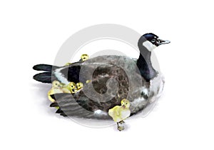 Realistic watercolor painting of Canada goose with cute fluffy goslings isolated on white background