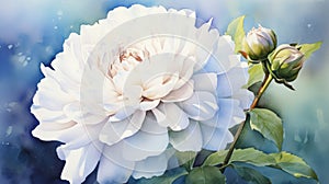 Realistic Watercolor Painting Of A White Peony Flower