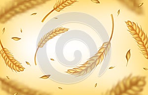 Realistic wheat background. Agricultural harvest ears and grains, organic healthy food concept. Vector 3D oat barley rye