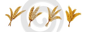 Realistic wheat. Ears and grains of organic rye spike and oat, farming agricultural cereals healthy food. Vector harvest