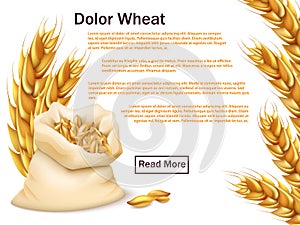 Realistic wheat, grains and ears isolated on white background