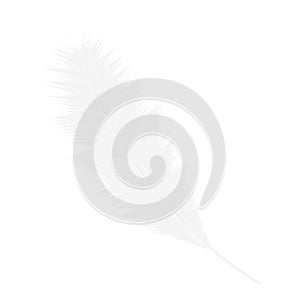 Realistic white bird feather. Vector illustration isolated on a white background.