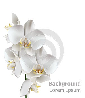 Realistic White orchid flowers Vector. 3d illustration isolated on white background