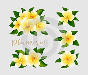 Realistic white yellow plumeria frangipani flowers with green leaves isolated