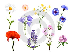 Realistic wildflowers. Isolated wildflower, spring herbs flowers on stem chamomile bluebell cornflower lavender field