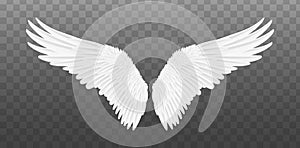 Realistic wings. Vector