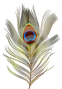 Realistick Peacock feather on white background.