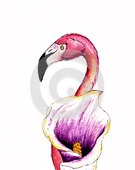 Realistik pink flamingo with calla flower. Hand drawn watercolor illustration isolated on white background. Exotic tropical bird.
