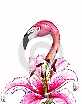 Realistik pink flamingo with lily flower. Hand drawn watercolor illustration isolated on white background. Exotic tropical bird.