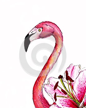 Realistik pink flamingo with lily flower on the side. Hand drawn watercolor illustration isolated on white background. Exotic