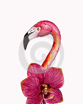 Realistik pink flamingo with orchid flower. Hand drawn watercolor illustration isolated on white background. Exotic tropical bird.