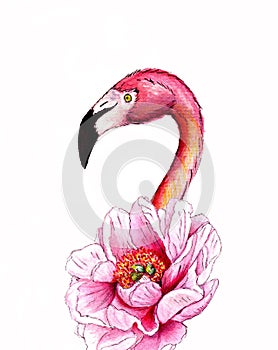 Realistik pink flamingo with pion. Hand drawn watercolor illustration isolated on white background. Exotic tropical bird.For T-
