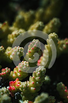 In the realm of the minuscule, a macro lens reveals the intricate beauty of a succulent