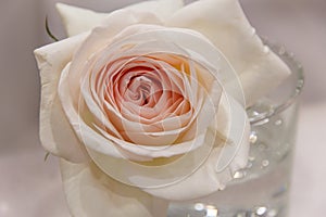 Ð¡ream rose close-up