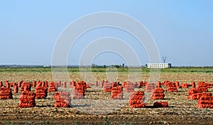 The reaped crop of onions