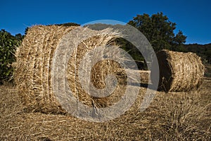 Reaped hay