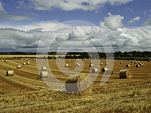 Reaped straw field and rows of straw