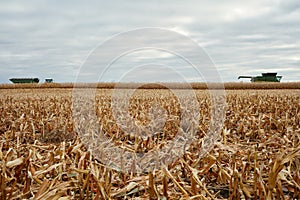 A reaped wheat crop and harvesting machinery