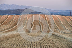 Reaped wheat fields in Antequera, Malaga. Spain